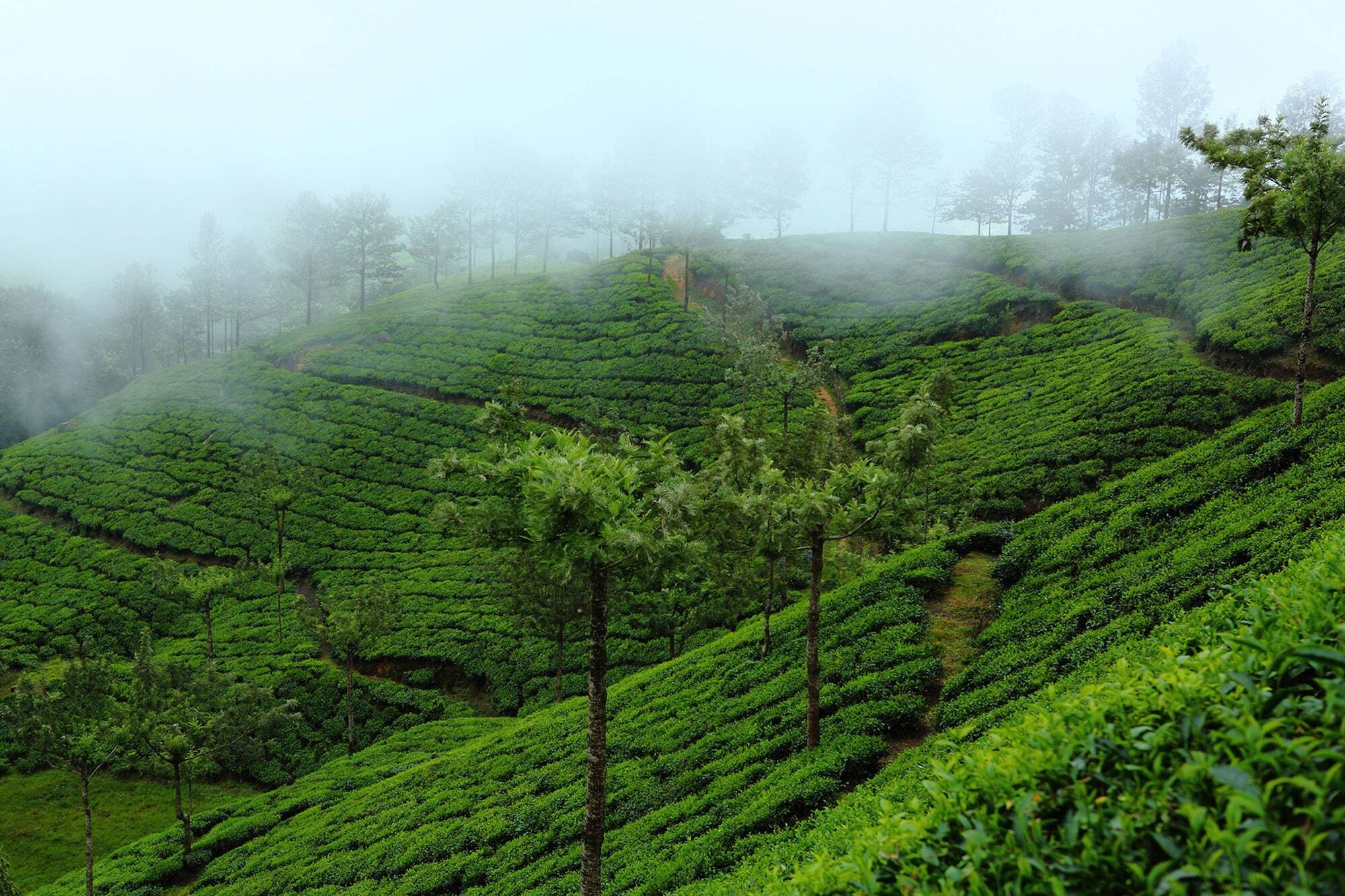 Fort Munnar Chinnakanal Exterior photo