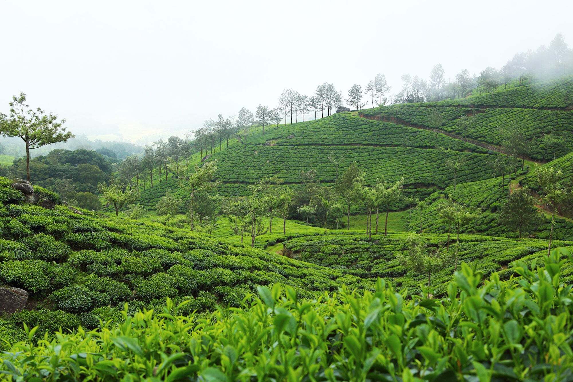 Fort Munnar Chinnakanal Exterior photo